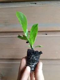 Biologisch angebaute Pflanzen